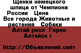 Щенки немецкого шпица от Чемпиона России › Цена ­ 50 000 - Все города Животные и растения » Собаки   . Алтай респ.,Горно-Алтайск г.